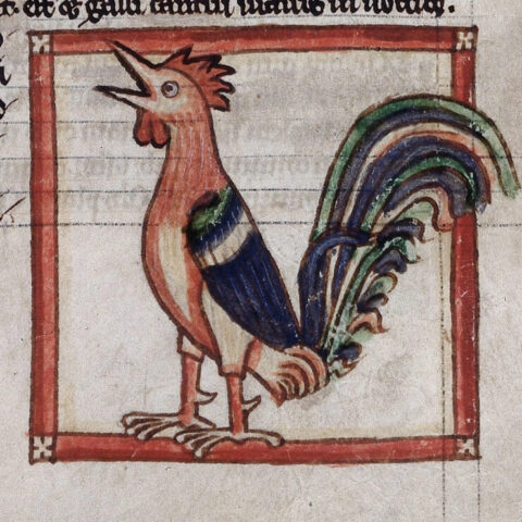 far la guerra per una gallina e dodici pulcini di pasta